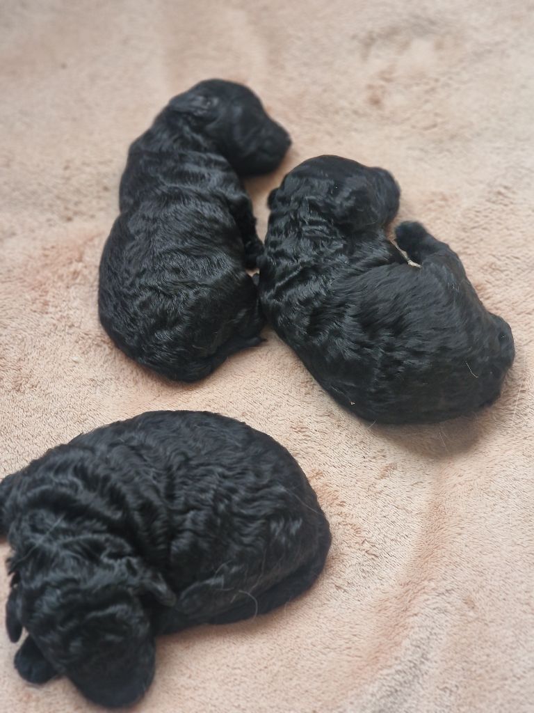 de L'Aitone - Chiots caniches nains .